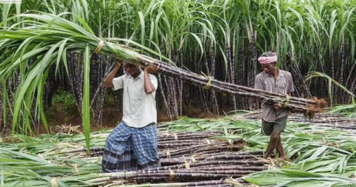 Cabinet approves Rs 315 per quintal remunerative price for sugarcane farmers